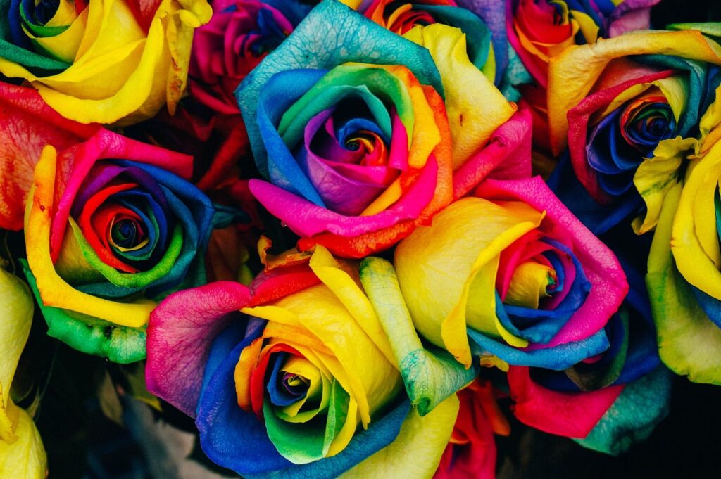 Plant Flower Petal Rose Color Colorful 501525 Pxhere.com Min 1024x681